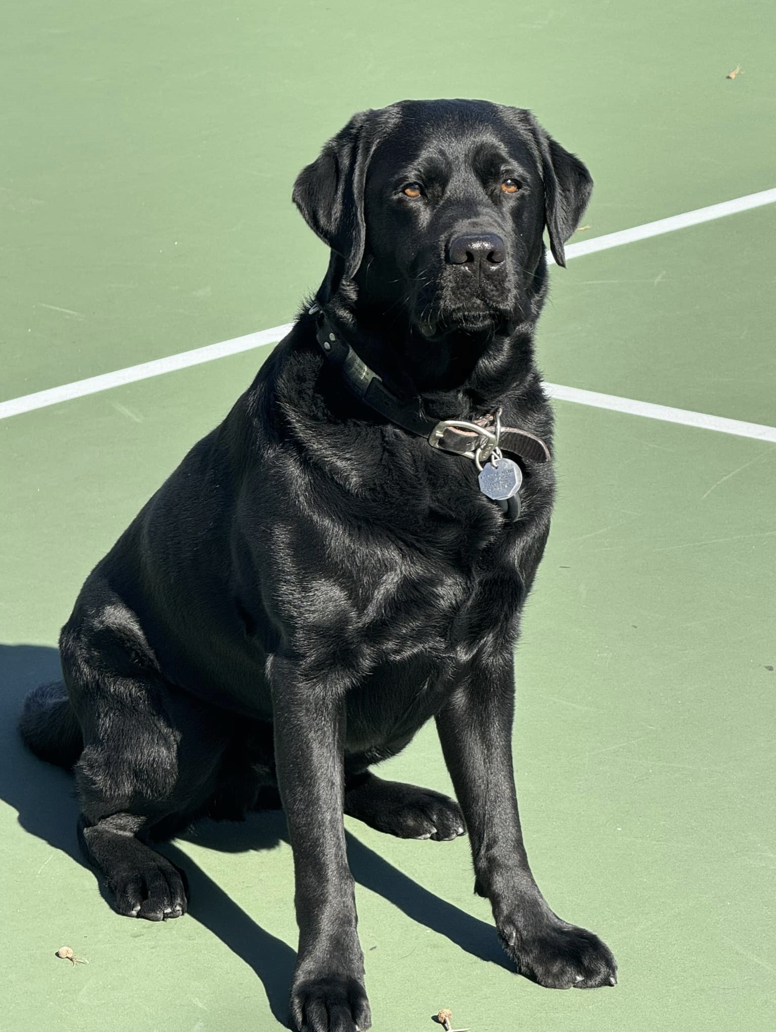 A picture of Miles, Kerry’s guide dog, sitting in the sunshine at the tennis court. Miles is a black lab with brown eyes.